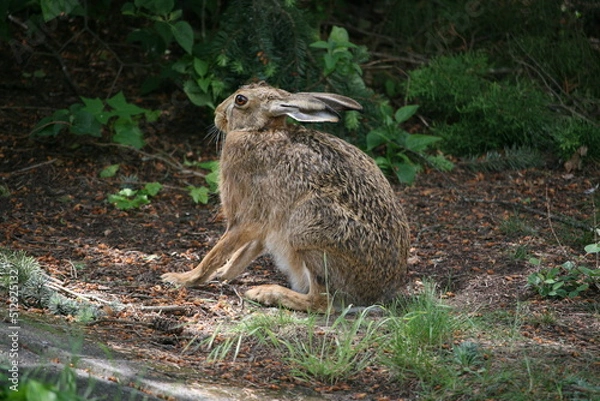Obraz Hare sitting outdoors surrounded by plants