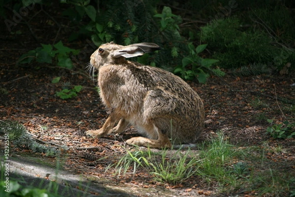 Obraz Hare sitting outdoors surrounded by plants