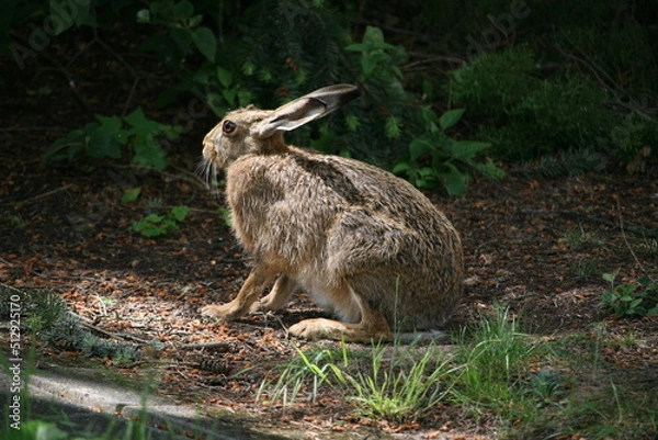 Obraz Hare sitting outdoors surrounded by plants