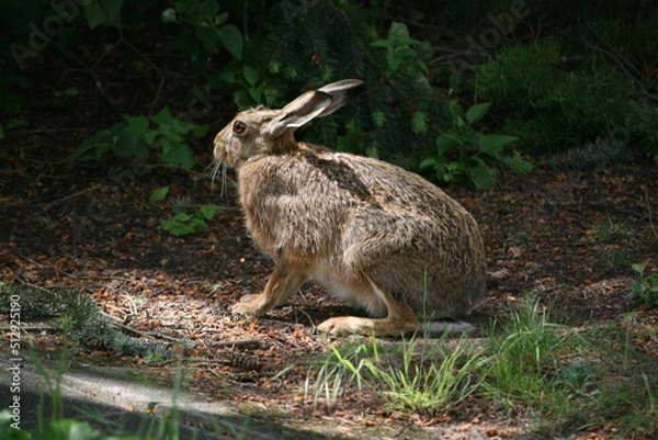 Obraz Hare sitting outdoors surrounded by plants
