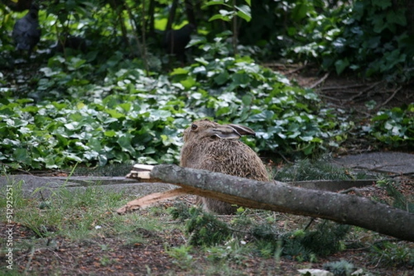 Obraz Hare sitting outdoors surrounded by plants