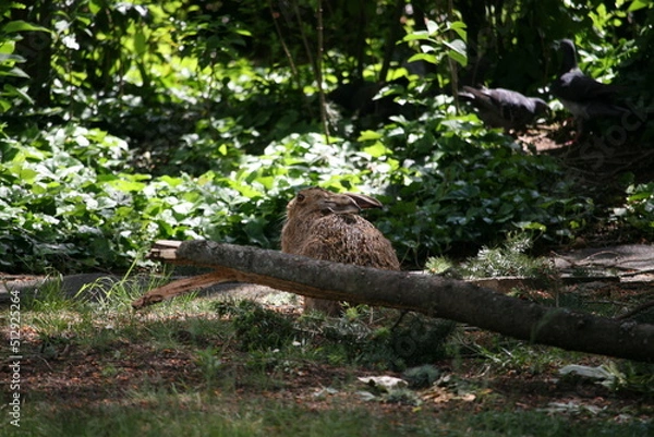 Obraz Hare sitting outdoors surrounded by plants