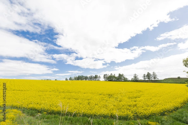Fototapeta 北海道安平町の菜花