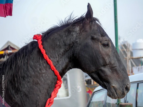 Obraz Horse Close up Picture. Indian Horses breed closeup.