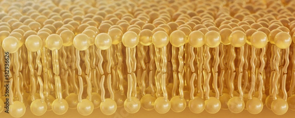 Obraz 3D rendering lipid bi-layer cell anatomy - 3D Rendering