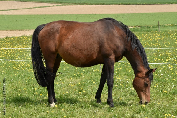Obraz Tragende Warmblutstute