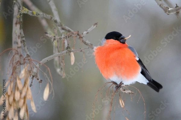 Fototapeta The bullfinch is the only European bird that can feed on ash seeds in winter.