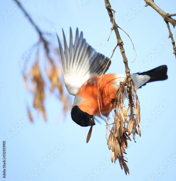 Fototapeta The bullfinch is the only European bird that can feed on ash seeds in winter.