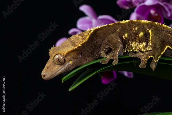 Obraz Cecko studio close up