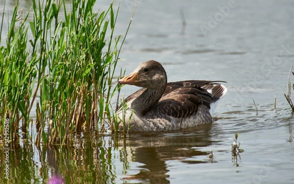 Obraz junge Graugans im Schilf