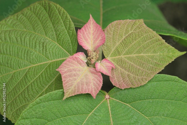 Obraz アカメガシワの毛で覆われた若葉と蕾、成長した緑の葉。少し引いたアップ