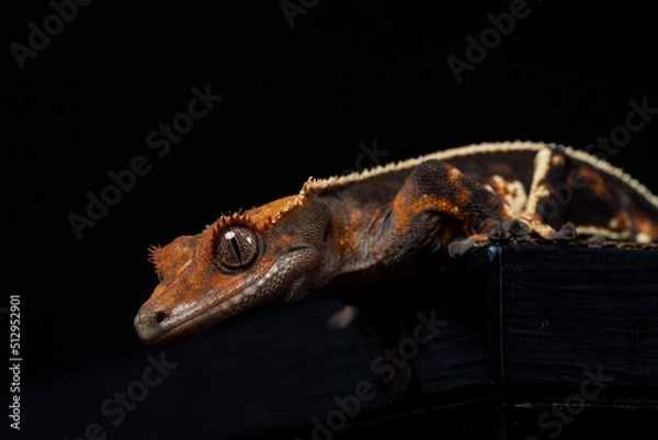 Obraz Cecko studio close up