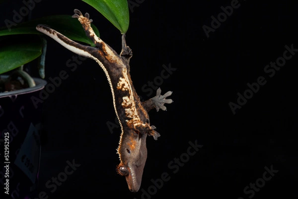 Obraz Gecko studio close up