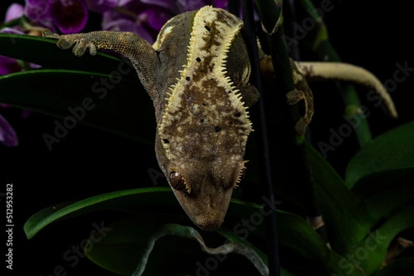 Obraz Cecko studio close up