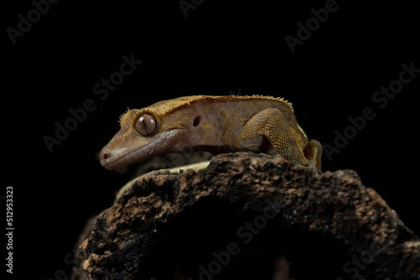 Obraz Cecko studio close up