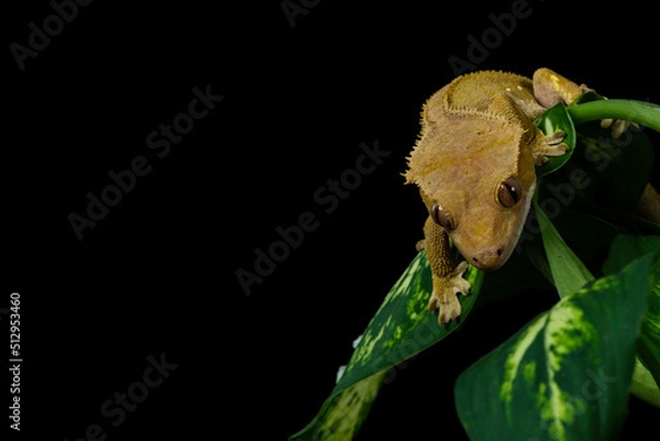 Obraz Cecko studio close up