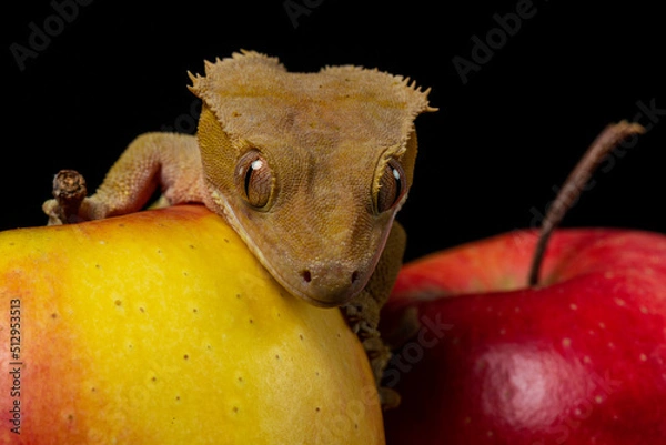 Obraz Cecko studio close up