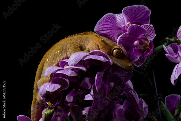 Obraz Gecko studio close up