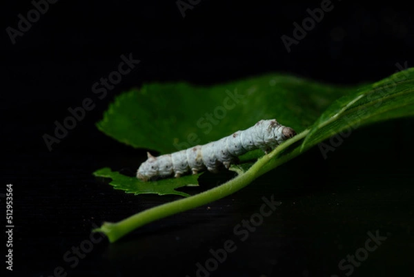 Obraz Cecko studio close up