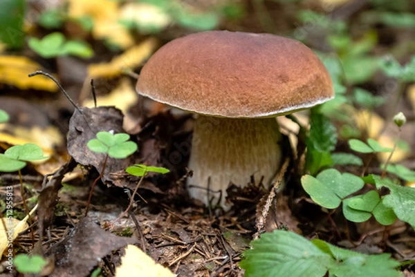 Fototapeta Close up Boletus mushroom grows in autumn forest