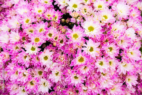 Obraz Beautiful purple flower and pink pattern background (design flower background)
