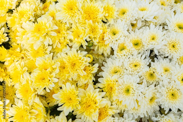 Obraz Beautiful White flower pattern background (design flower background)