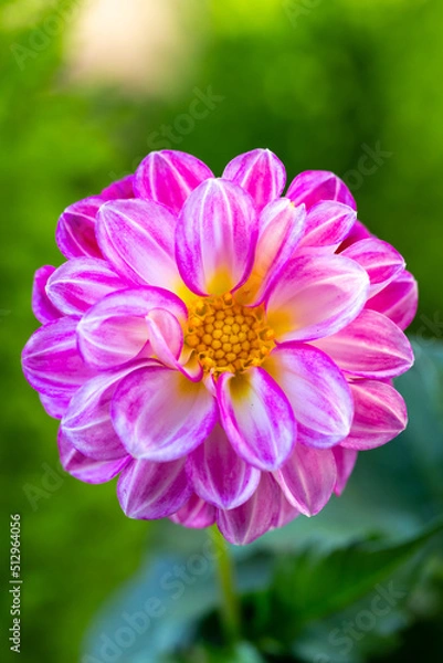 Obraz ダリアの花