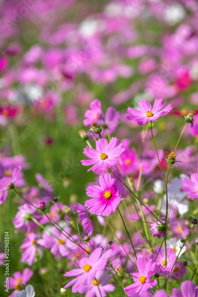 Fototapeta コスモスの花　空きのイメージ