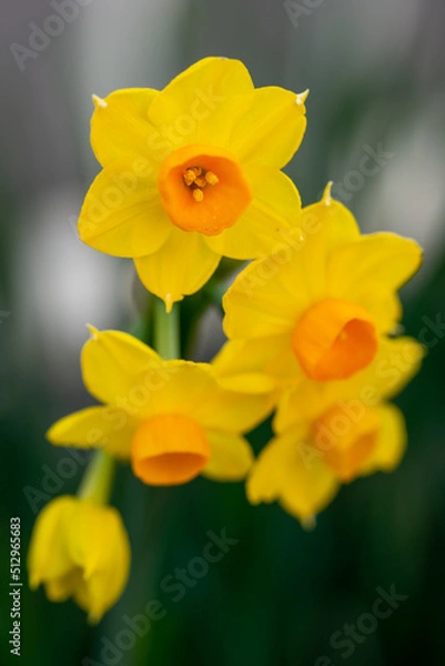 Obraz 水仙の花　初春イメージ