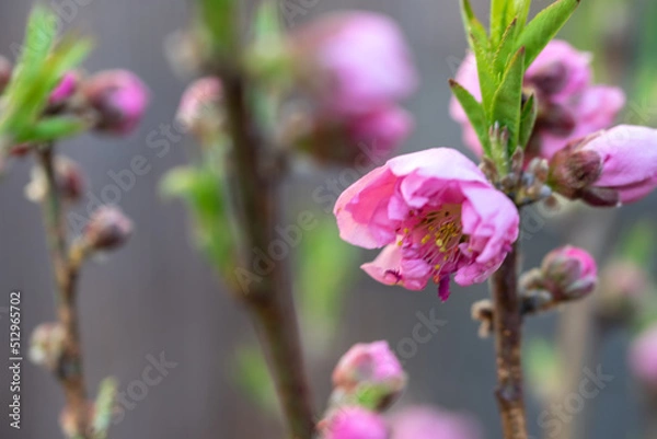 Fototapeta 桃の花　春のイメージ