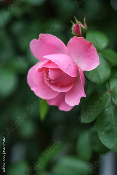 Fototapeta バラの花　屋外撮影