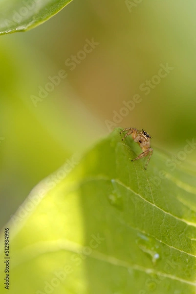 Obraz Araigne sauteuse en chasse