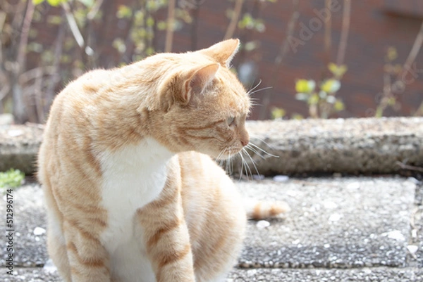 Obraz cat on the fence