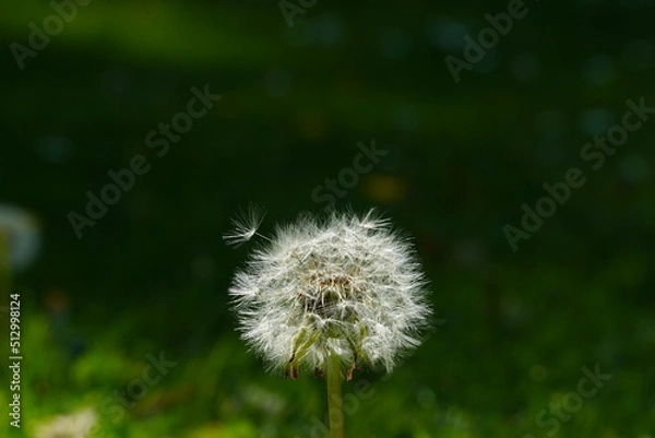 Obraz dandelion on green background