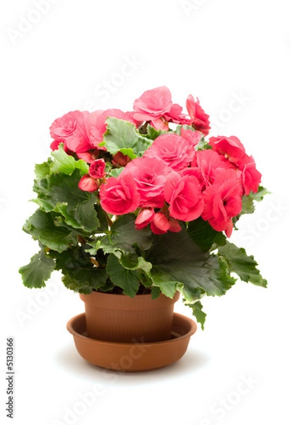 Fototapeta Flowers isolated on white