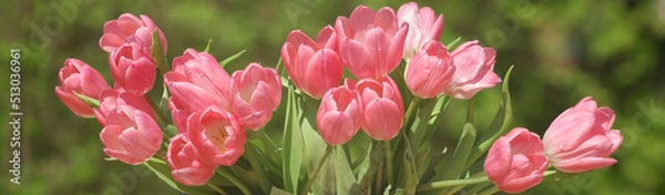 Fototapeta red tulips with dew drops on a blurred background