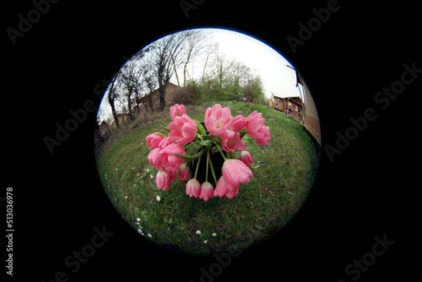 Fototapeta red tulips in a circle on a black background
