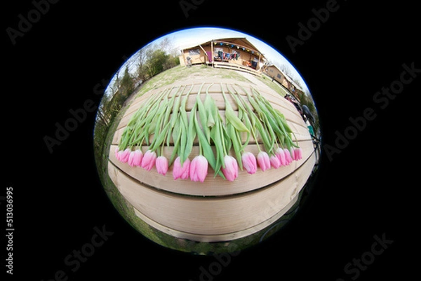 Fototapeta red tulips in a circle on a black background