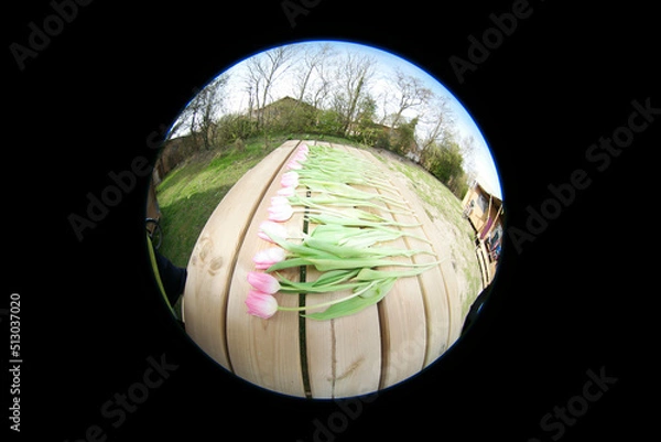 Fototapeta red tulips in a circle on a black background