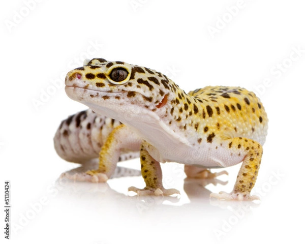 Obraz Leopard Gecko - Eubblepharis macularius