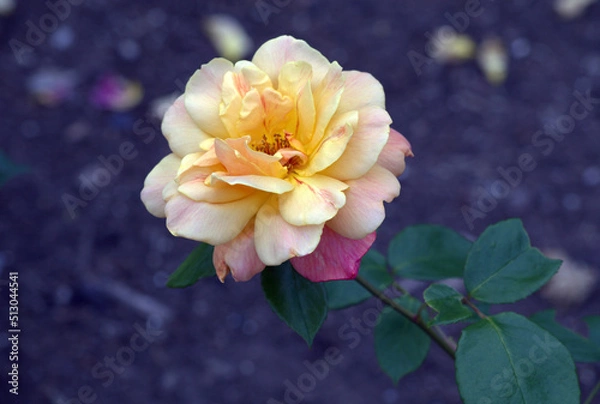 Obraz Peace Rose