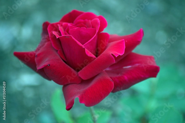 Obraz Red Garden Rose