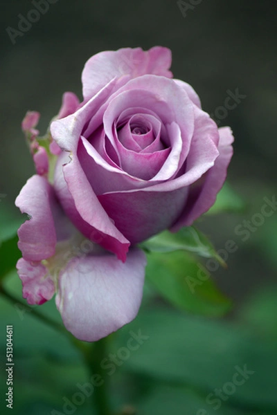 Obraz Rosa Mainzer Fastnacht