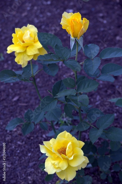 Obraz Sunsprite Rose