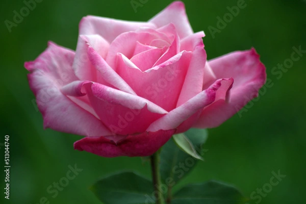 Obraz Pink Garden Rose