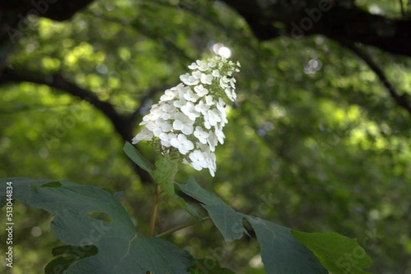 Obraz Oakleaf Hydrangea