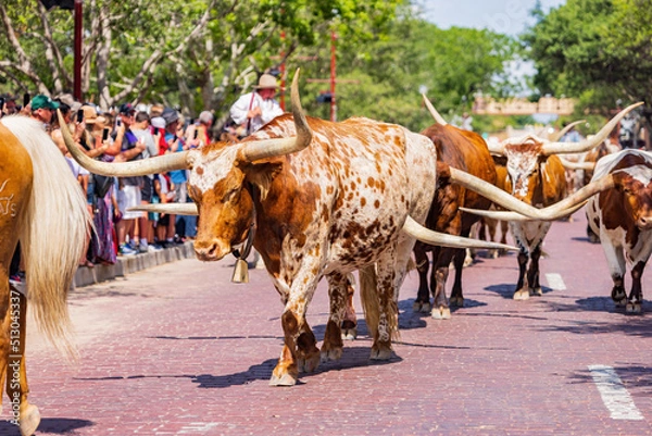 Obraz Sunny view of the cattle drive show