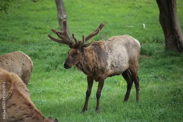 Fototapeta An elk in the wilderness on a late spring day in Nebraska