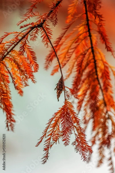 Obraz Cocoon in Autumn Cypress