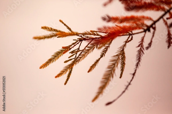 Obraz Autumn Cypress